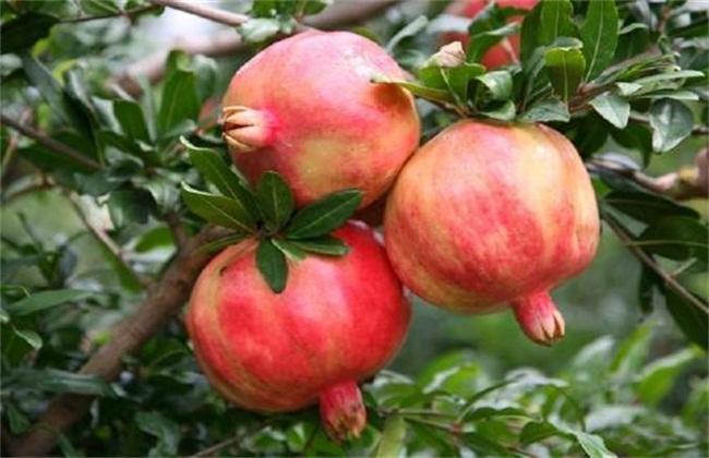 秋分吃啥養生_秋分節氣吃什么養生_秋分時節吃什么食物養生