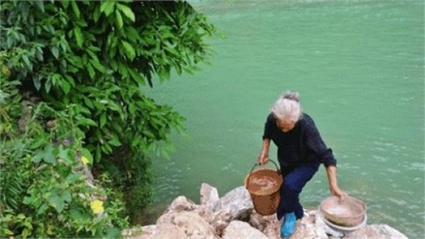 巴馬藤茶禁忌_巴馬養生藤茶_巴馬藤茶是什么植物