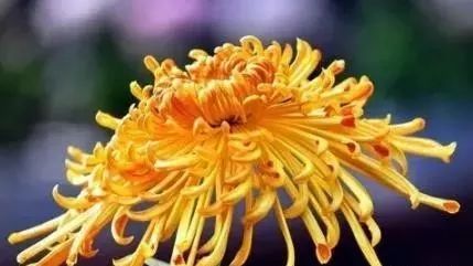 吉祥如意健身養生_吉祥如意養生舞教學_吉祥如意健身養生舞背向